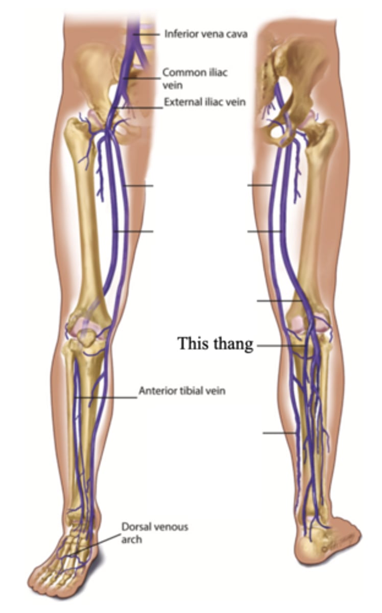 <p>The superficial vein in the leg that starts on the lateral side of the dorsum of the foot and ascends behind the lateral malleolus and up the back of the leg, where it joins the popliteal vein</p>