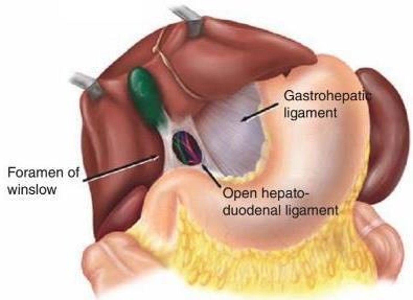 <p>Anterior boundary of the lesser sac.</p>