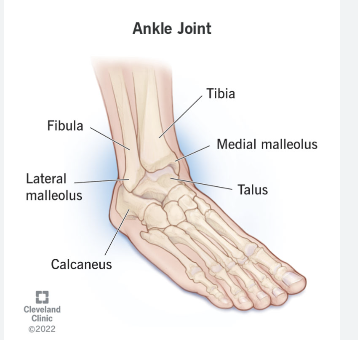 <p>Lateral + Medial Malleolus =</p>