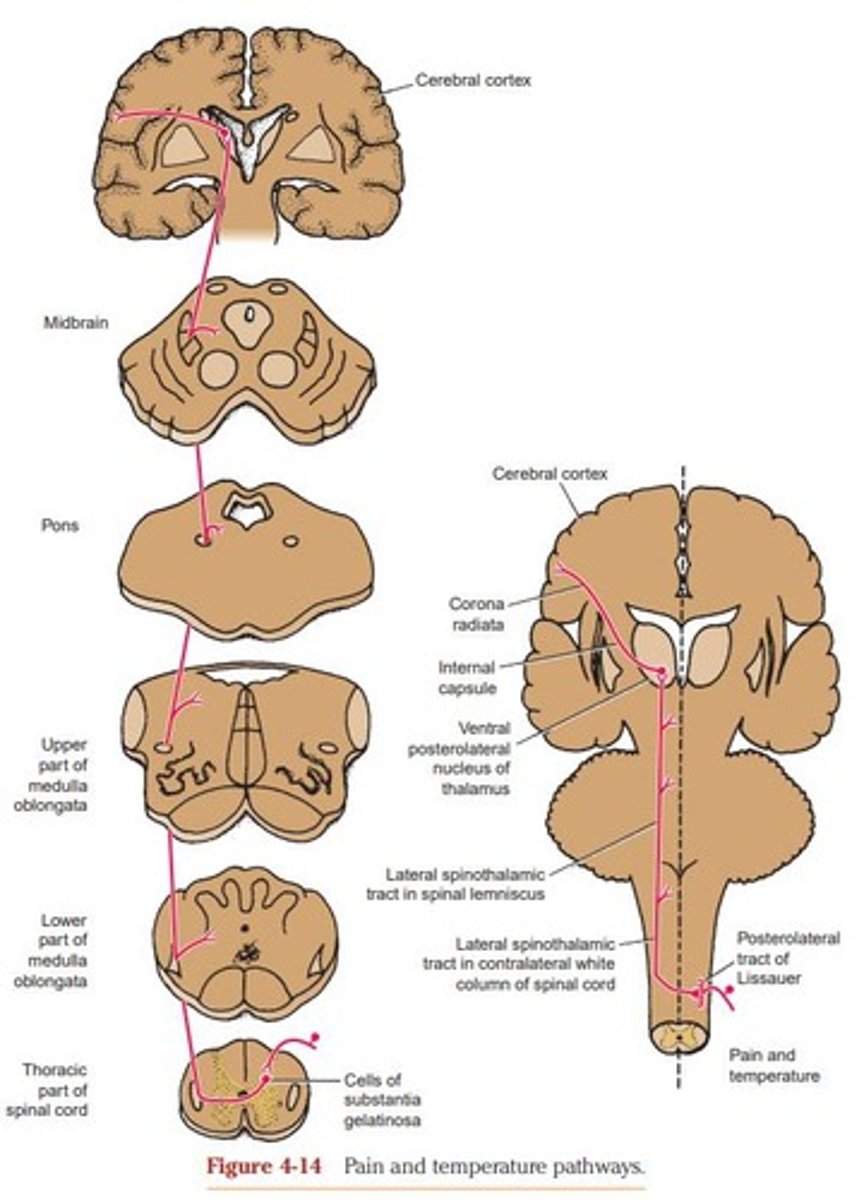 <p>Pain and temperature sensations.</p>