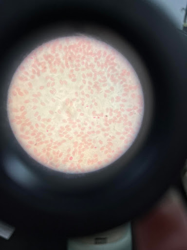 <p>Vascular Tissues Found in Frog blood smear</p>
