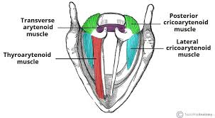 <p>Adductor muscles </p>