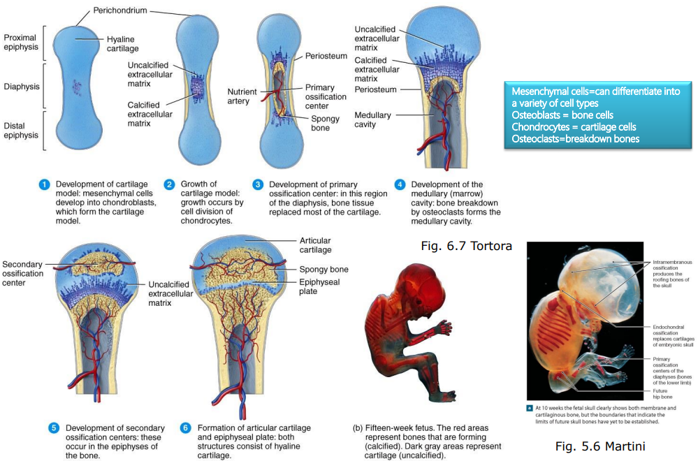 <ol><li><p>Mesenchymal cells differentiate into chondrocytes to form cartilage.</p></li><li><p>Cartilage calcifies and chondrocytes die. Cartilage is replaced by bone tissue.</p></li><li><p>Development of medullary cavity: Osteoclast breakdown bone to form medullary cavity</p></li></ol><p></p>