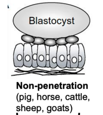<p>adhered to <em>uterine epithelium</em></p>