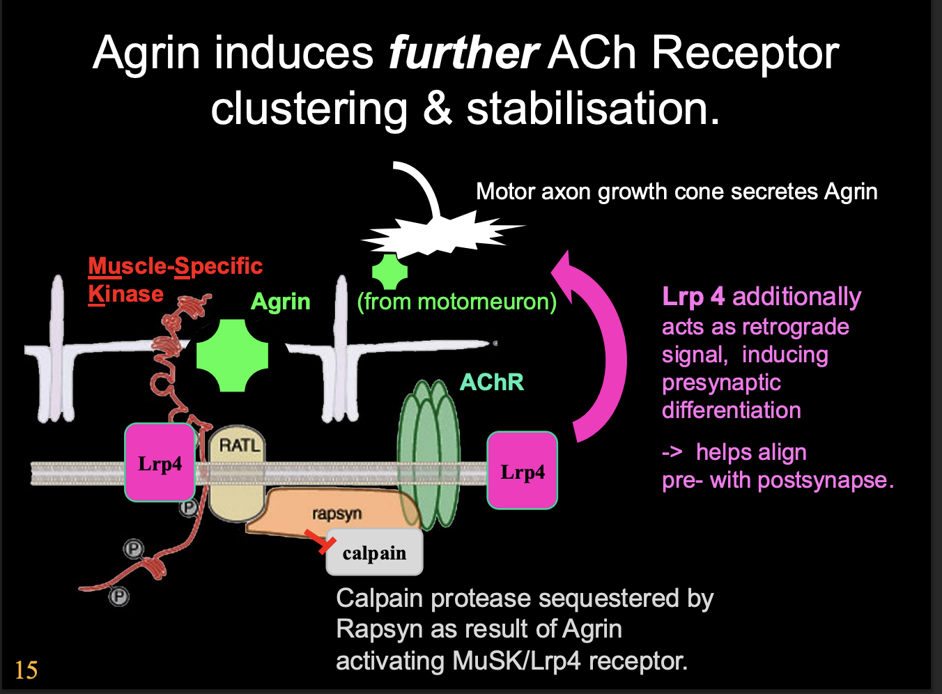 <ol><li><p>Clustering </p></li><li><p>stabilisation</p></li></ol><p></p>