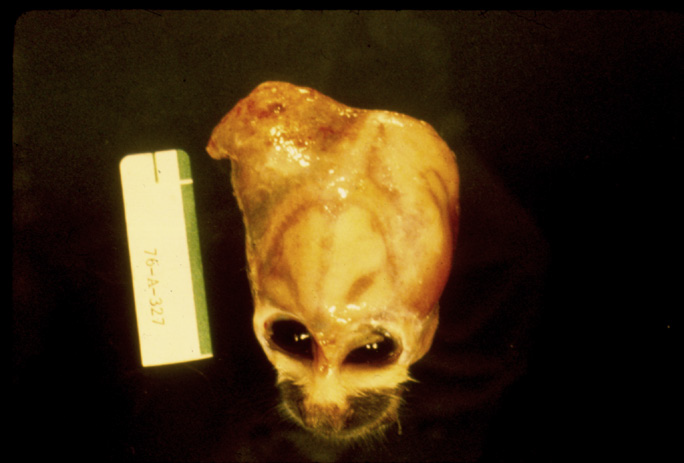 <p>What is likely the cause of this pathology in a spider monkey?</p>