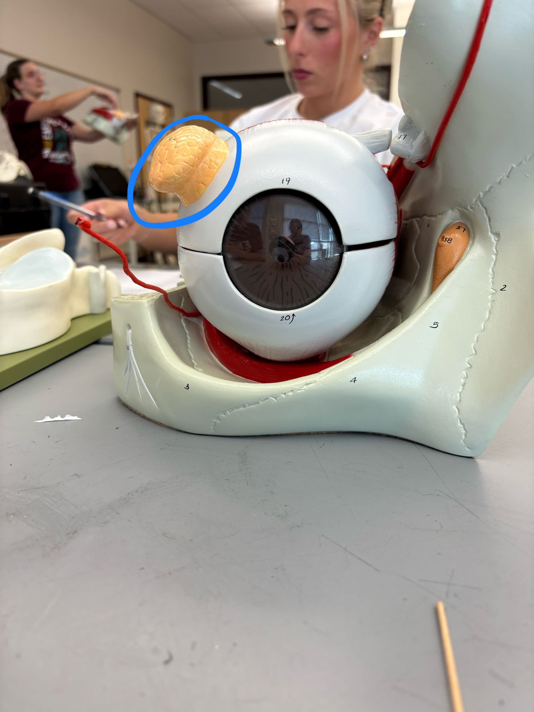 <p>What structure is this?</p>