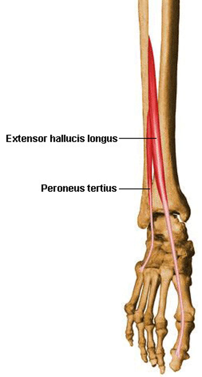 <p>• Proximal attachment: middle portion of anterior fibular and interosseus membrane</p><p>• Distal attachment: dorsal surface of big toe</p><p>• Extends the big toe, dorsiflexion, inversion</p>