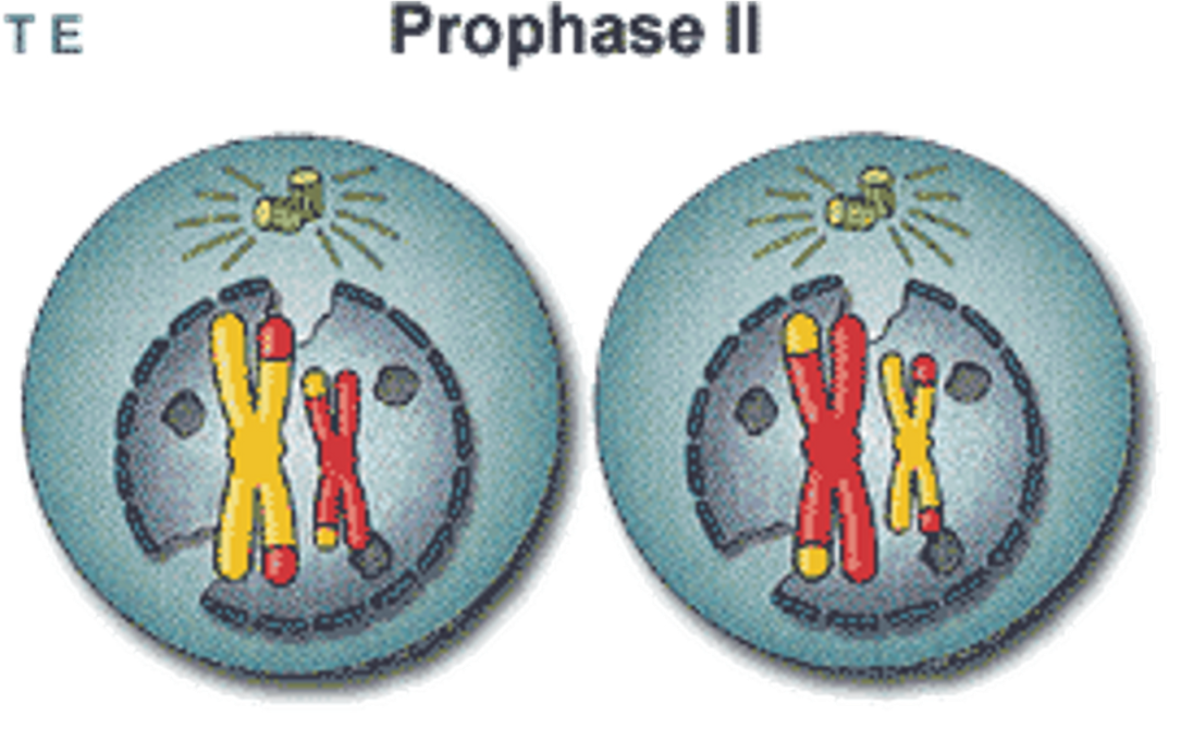 <p><span>•Centrioles migrate to the poles of the cell and produce spindle fibres.</span></p><p><span>•Nuclear membrane breaks down.</span></p><p><span>•Chromosomes condense and become visible in the cytoplasm of the cell.</span></p><p><span>•Chromosomes begin migrating to the equator of the cell.</span></p>