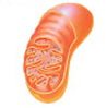 <p>(Organelle Worksheet) <strong><u>The Parts of a Cell:</u></strong> MITOCHONDRIA</p>