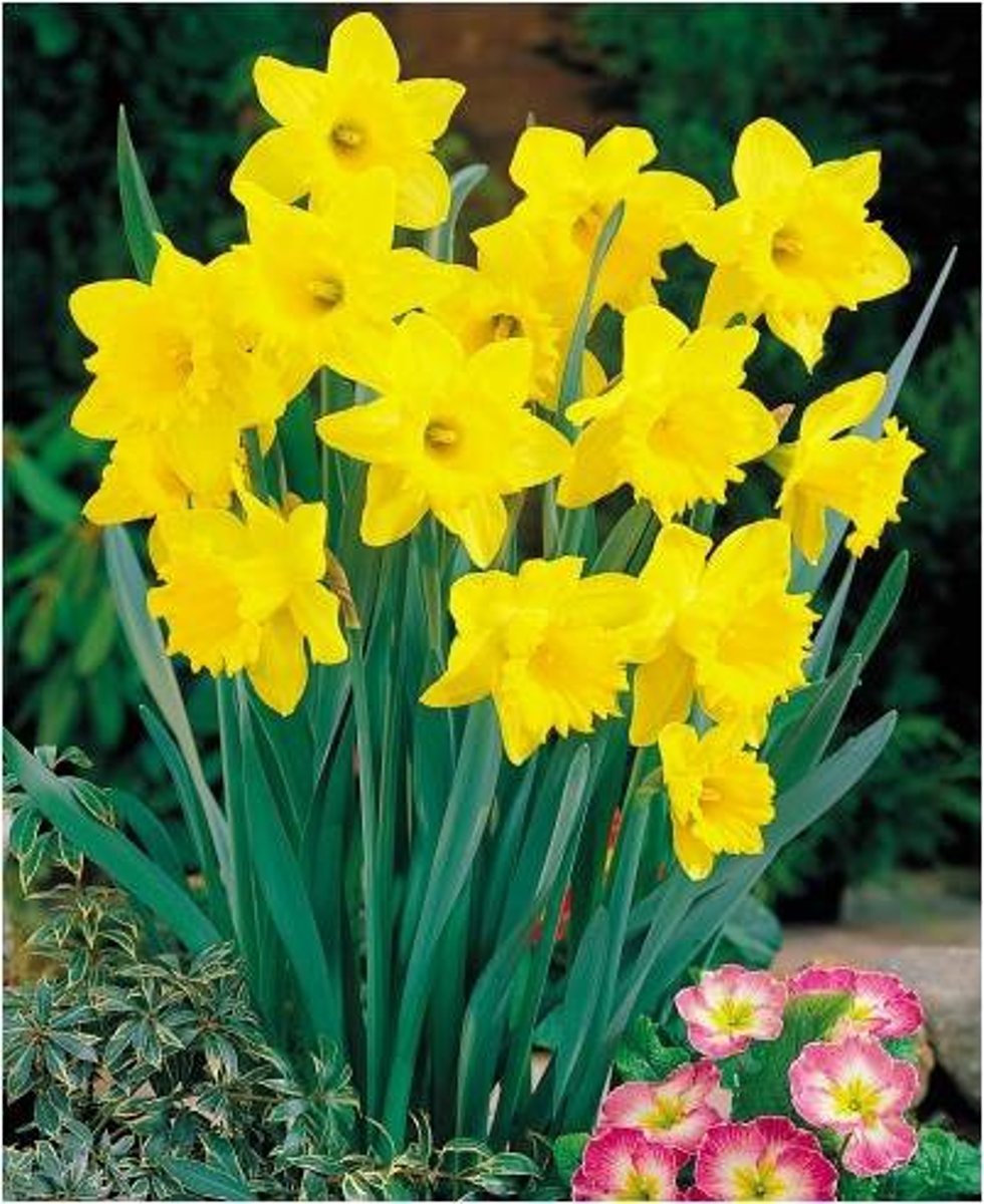 <p>Plants having showy often yellow flowers with a trumpet-shaped central crown</p>