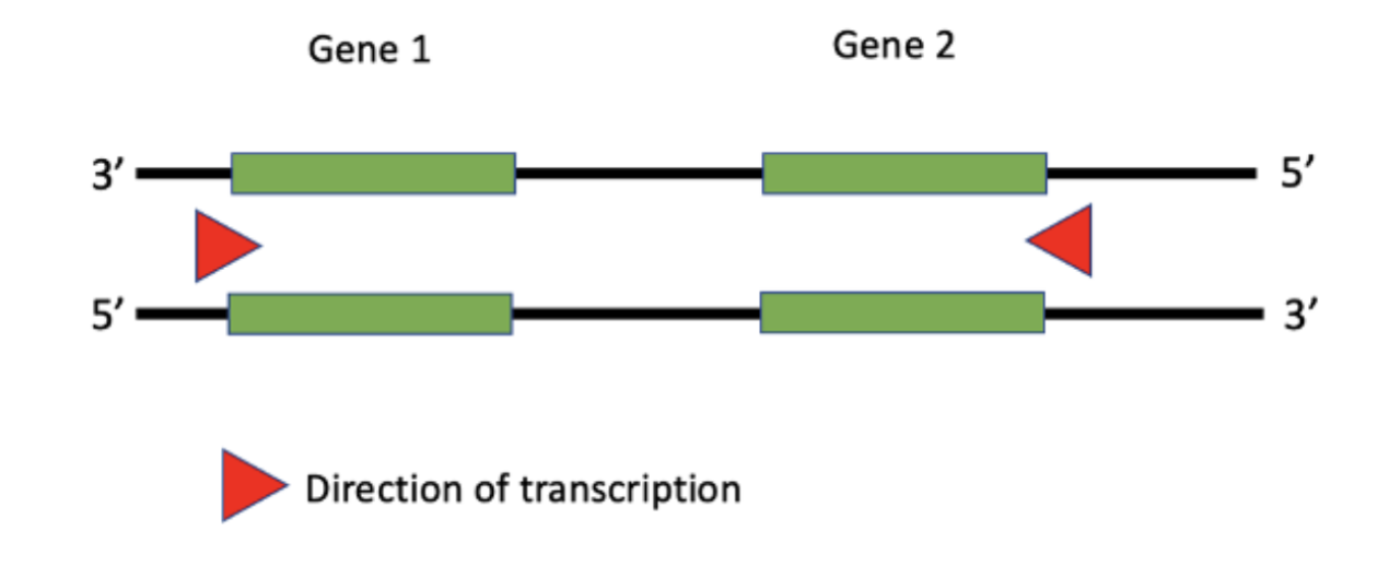 <p>Would the promoter for Gene 2 be on the left or right of the green coding region?</p><ol><li><p>Choice 1 of 3:Left</p></li><li><p>Choice 2 of 3:Right</p></li><li><p>Choice 3 of 3:Unable to determine using the information given</p></li></ol>