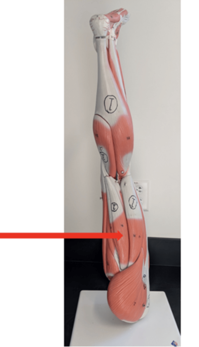 <p>what is this?</p>