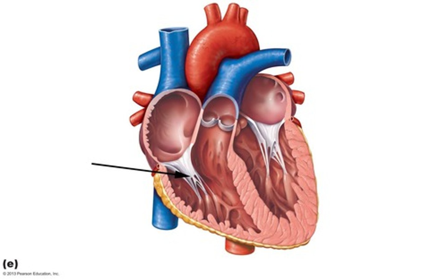 <p>Thin bands of fibrous tissue that attach to the valves in the heart and prevent them from inverting.</p>