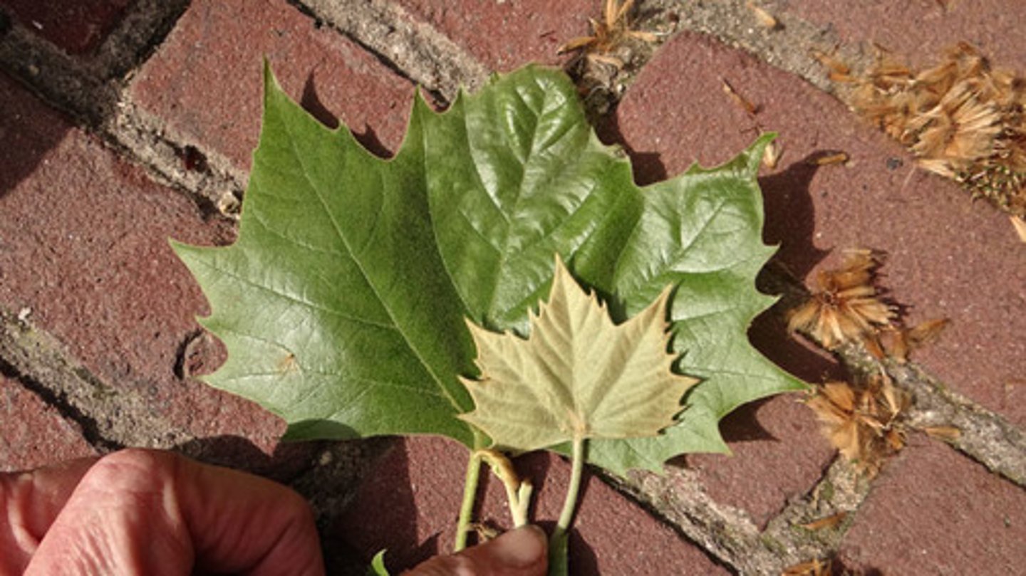<p>Esdoornbladige plataan</p>
