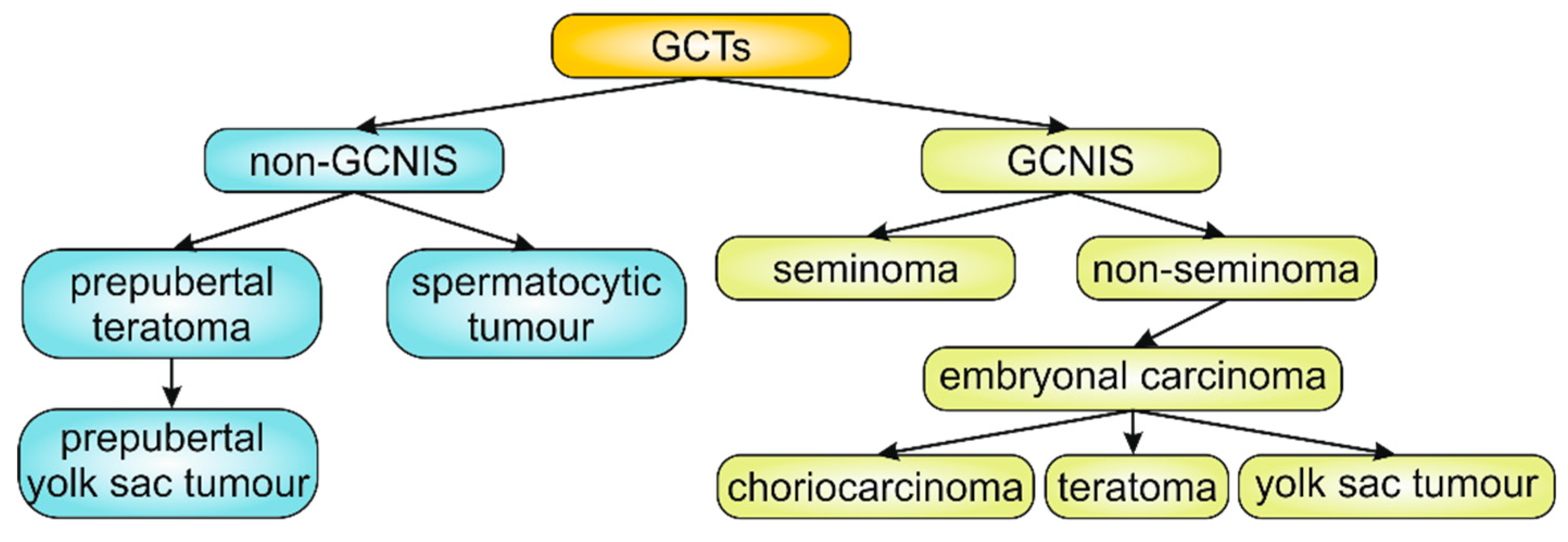 __**GCTs derived from germ cell neoplasia in situ:**__


1. seminomatous tumours:
   * composed of cells that resemble primordial germ cells or early gonocytes
   * most common (50% of all GCTs)
   * peak incidence at 40
   * its identical tumour in the ovaries = dysgerminoma, in the CNS = germinoma
   * bulk masses, homogenous gray white lobulated cut surface, devoid of haemorrhage or necrosis
   * tunica albuginea is usually not penetrated  but it may occasionally extend to the epididymis, spermatic cord or scrotal sac
   * sheets of uniform cells
   * classic → round to polyhedral, distinct cell membrane, clear or watery cytoplasm, large central nucleus with 1 or 2 prominent nuclei
   * ill defined granulomas may be found (host response)
   * positive for KIT, OCT3/4 and podoplanin, negative for cytokeratin
2. nonseminomatous tumours:
   * may be composed of undifferentiated cells that resemble embryonic stem cells but they can differentiate along other lineages

     
     1. embryonal carcinoma:
        * 20-30, more aggressive than seminomas, may be pure or admixed with other germ cell components
        * locally aggressive, ==__frequently extend through the tunica albuginea__== into the epididymis or spermatic cord
        * foci of haemorrhage or necrosis → variegated appearance
        * alveolar or tubular pattern with papillary folds
        * epithelial appearance, large and anaplastic, hyperchromatic nuclei with prominent nucleoli
        * indistinct cell borders, variation in cell and nuclear size and shape, mitotic figures and tumour giant cells
        * vascular lymphatic invasion is common
        * stains positive for OCT3/4 like seminoma but is also positive for cytokeratin and negative for KIT and podoplanin
     2. choriocarcinoma:
        * highly malignant type of GCT
        * serum hCG is elevated
        * widespread metastasis often associated wit haemorrhage at sites of involvement may be seen
        * small
        * haemorrhage and necrosis are common
        * composed of 2 cell types → syncytiotrophoblast and cytotrophoblasts
     3. teratoma:
        * refers to GCTs having various cellular or organoid components reminiscent of the normal derivates of more than one germ layer (including neural, muscle etc)
        * may occur at any age
        * second most common GCTs in children but rare in adults
        * also ==__not__== associated with germ cell neoplasia in situ or isochromosome 12p
        * in adults they are usually large
        * teratoma with somatic type malignant transformation = when malignant non germ cell (somatic) tumours arise in postpubertal teratoma
        * if prepubertal → GCT unrelated to GCN in situ

\
__**GCTs not derived from germ cell neoplasia in situ:**__


1. spermatocytic tumour:
   * uncommon (1-2% of all testicular GCTs)
   * not associated with germ cell neoplasia in situ
   * affects older patients, >65
   * slow growing, does not metastasise
   * associated with a gain of ==__chromosome 9p__== not isochromosome 12p
   * circumscribed, fleshy, myxoid sometimes with cystic regions
   * contains 3 intermized cell populations:

     
     1. medium sized cells, round nucleus, spireme type chromatic, occasional nucleoli, eosinophilic cytoplasm
     2. small cells with dense chromatin, narrow rim of eosinophilic cytoplasm ==__resembling secondary spermatocytes__==
     3. scattered giant cells, uni/multinucleate
   * lacks inflammatory infiltrates and syncytiotrophoblasts, does not occur at extratesticular sites
2. yolk sac tumour (can also be of germ line origin if postpubertal):
   * prepubertal = endodermal sinus tumour

     most common testicular tumour in infants and children up to 3

     ‘pure’
   * postpubertal → usually occurs in combination with embryonal carcinoma or other germ cell components
   * lace like network of medium sized cuboidal, flattened or spindled cells which generally show less cytologic atypia than embryonal carcinoma
   * papillary structures, solid cords of cells etc → different growth patterns
   * ==__schiller duval bodies__== are seen in 50% → mesodermal core with a central capillary and a visceral and parietal layer of cells resembling primitive glomeruli
   * eosinophilic hyaline like globules containing alpha fetoprotein and alpha antitrypsin → ==__typical__==
3. mixed tumours → about 60% of GCTs are mixed