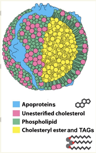 <ul><li><p>transports TAG produced in liver into bloodstream</p></li><li><p><strong>center</strong>: transport molecule carrying <strong>TAGs & Cholesterol esters</strong> </p></li><li><p><strong>outside</strong>: thin monolayer of <strong>phospholipids & cholesterol</strong></p></li><li><p><strong>surface</strong>: <strong>apoproteins</strong></p></li></ul><p></p>
