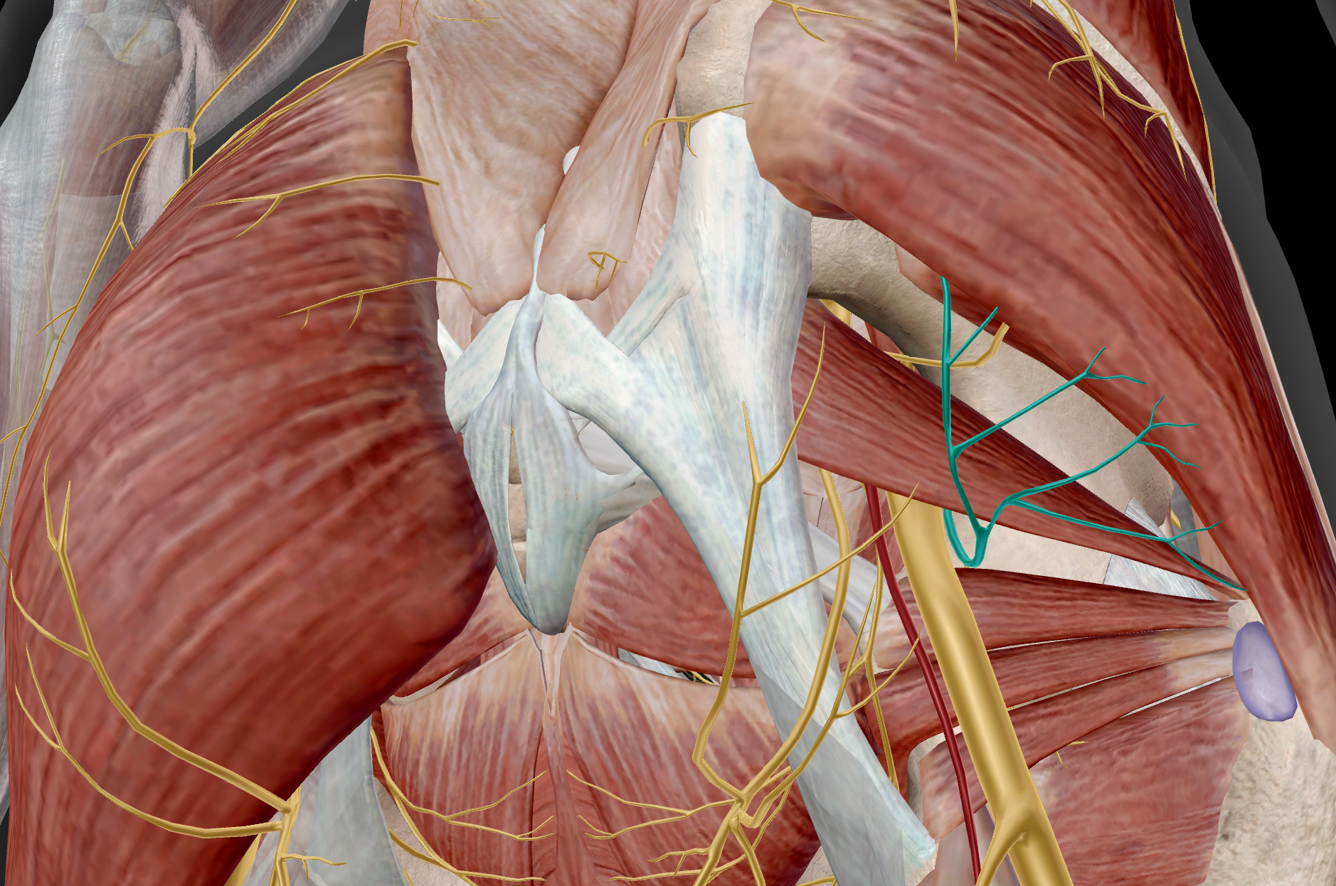 <p>M gluteus maximus</p>