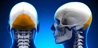 back of skull