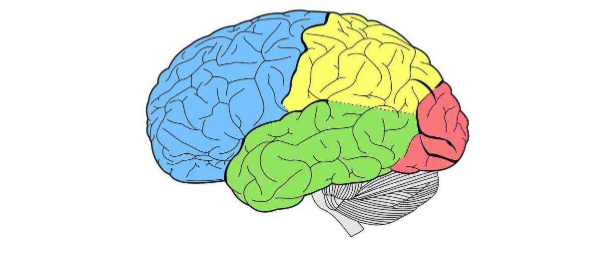 <p>Label the lobes of the cerebrum. Give two functions for each lobe</p>