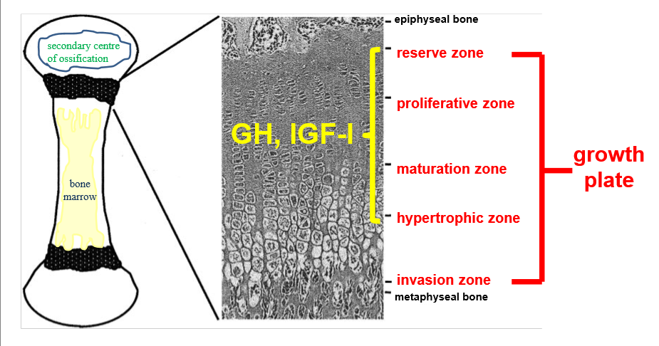 <ul><li><p>growth plate at both ends of long bone</p></li><li><p>reserve zone- bone in small clusters in matrix of collagen, progenitor cells </p></li><li><p>maturation zone- mature and become chondrocytes secrete matrix</p></li><li><p>matrix becomes calcified, acts as scaffold for new bone </p></li></ul><p></p>