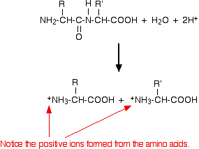 <ul><li><p>heat under reflux with strong acid </p></li><li><p>amino acids produced are in cationic form (NH<sub>2</sub> to NH<sub>3</sub><sup>+</sup>)</p></li></ul><p></p><p></p>