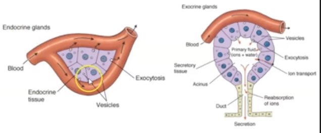 <p>Secretions are collected in free surface made out of epithelium. They form ducts (pathways to a surface) and send secretions using that duct.</p>