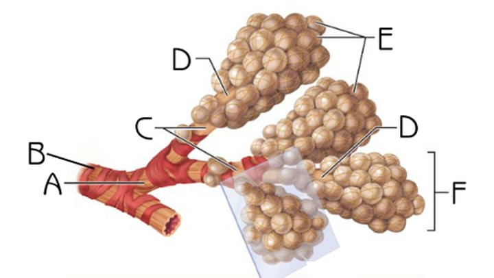 <p>B</p>