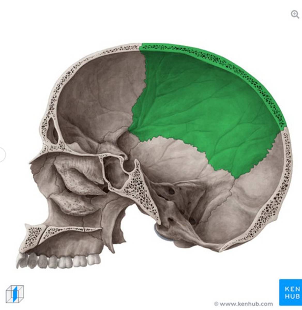 <p>What bone is this?</p>