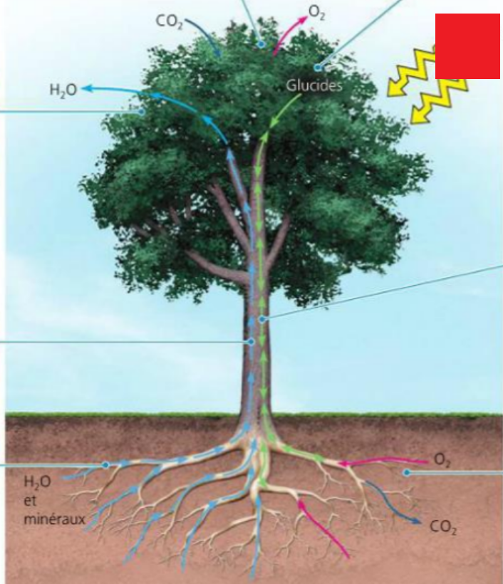 <p>La photosynthèse <span style="background-color: transparent;">est une réaction <strong>oxygénique</strong> : elle permet, grâce à <strong>[?] </strong>(réaction endergonique), de <strong>réduire le </strong></span>carbone du CO2 <span style="background-color: transparent;">pour <strong>former des composés organiques (glucides)</strong>, tout en<strong> libérant de l’O2</strong>.&nbsp; CO2 + H2O ->&nbsp; (Ch2O)n + O2</span></p>