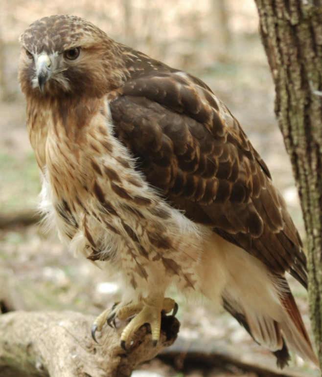 <p>what is this bird </p>