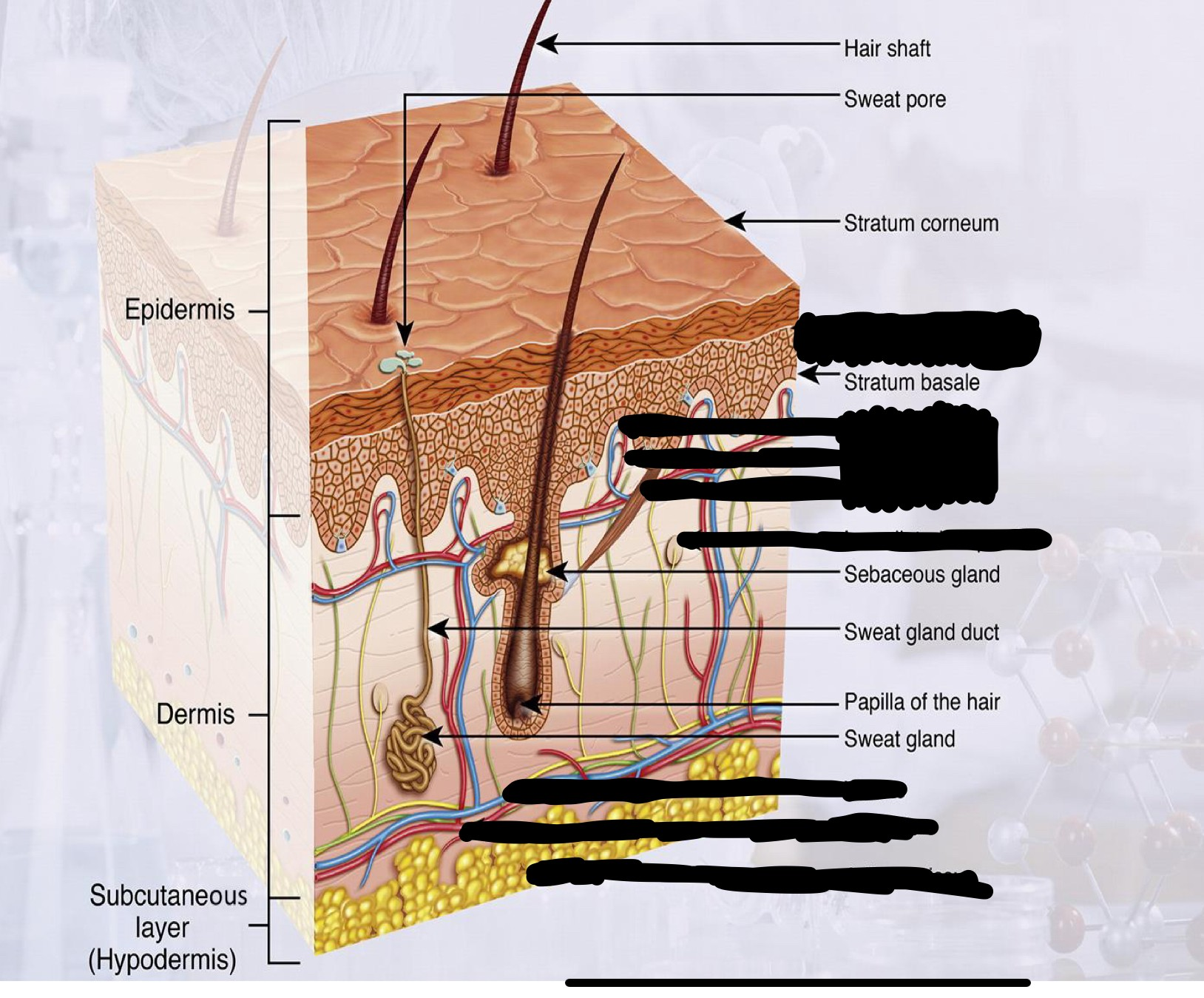 <p>stratum corneum is outermost layer of skin</p>