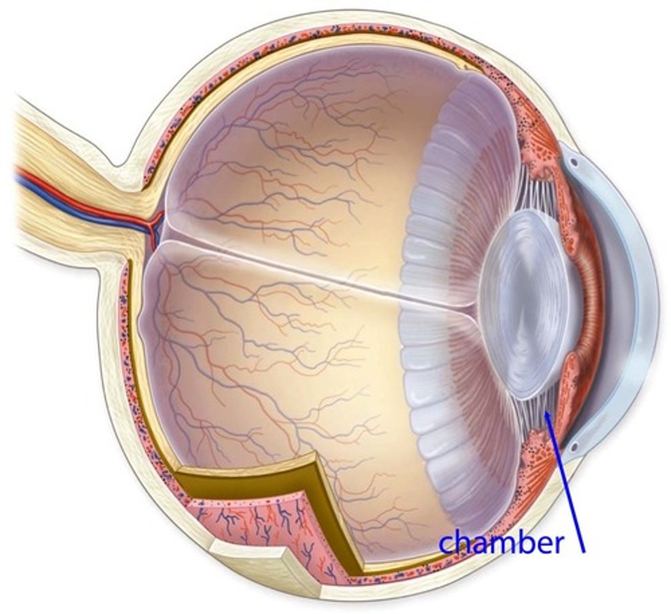 <p>Space filled with aqueous humor behind the iris</p>