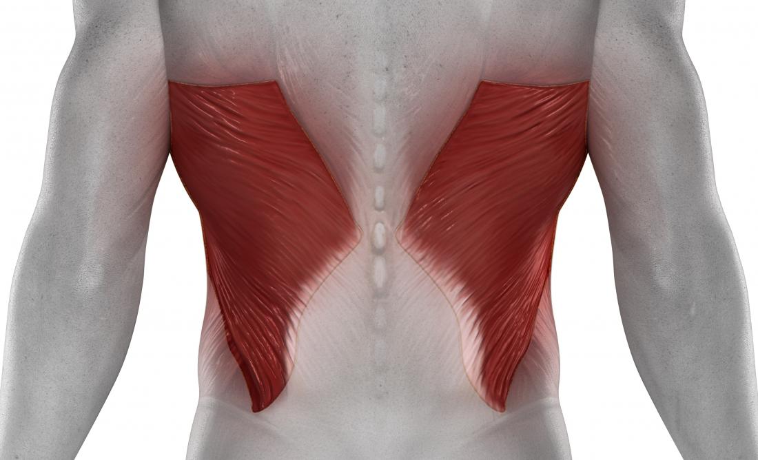 <p>Located in the lower back; extends, adducts, and internally rotates the arm.</p>