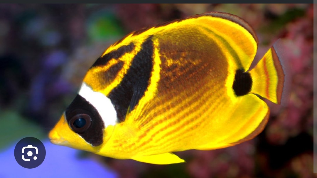 <p>Chaetodontidae family</p><p class="has-focus">eat tubeworm tentacles, nudibranchs and other benthic invertebrates, maybe coral polyps and algae</p><p class="has-focus">Dark upper half, yellowish-orange underside, raccoon eye patches</p><p class="has-focus"></p>