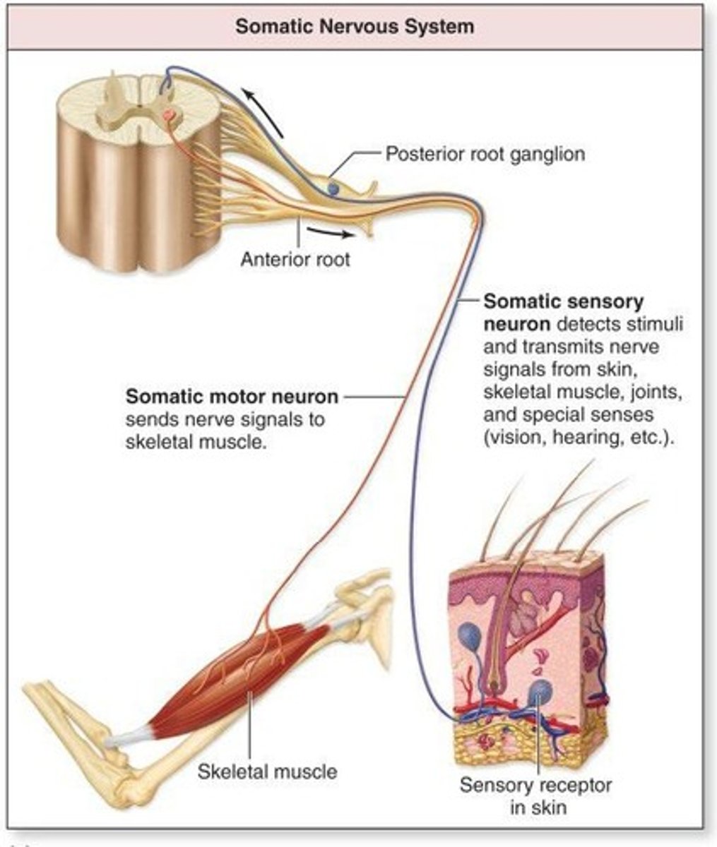 <p>To convey information (impulses) to the CNS.</p>