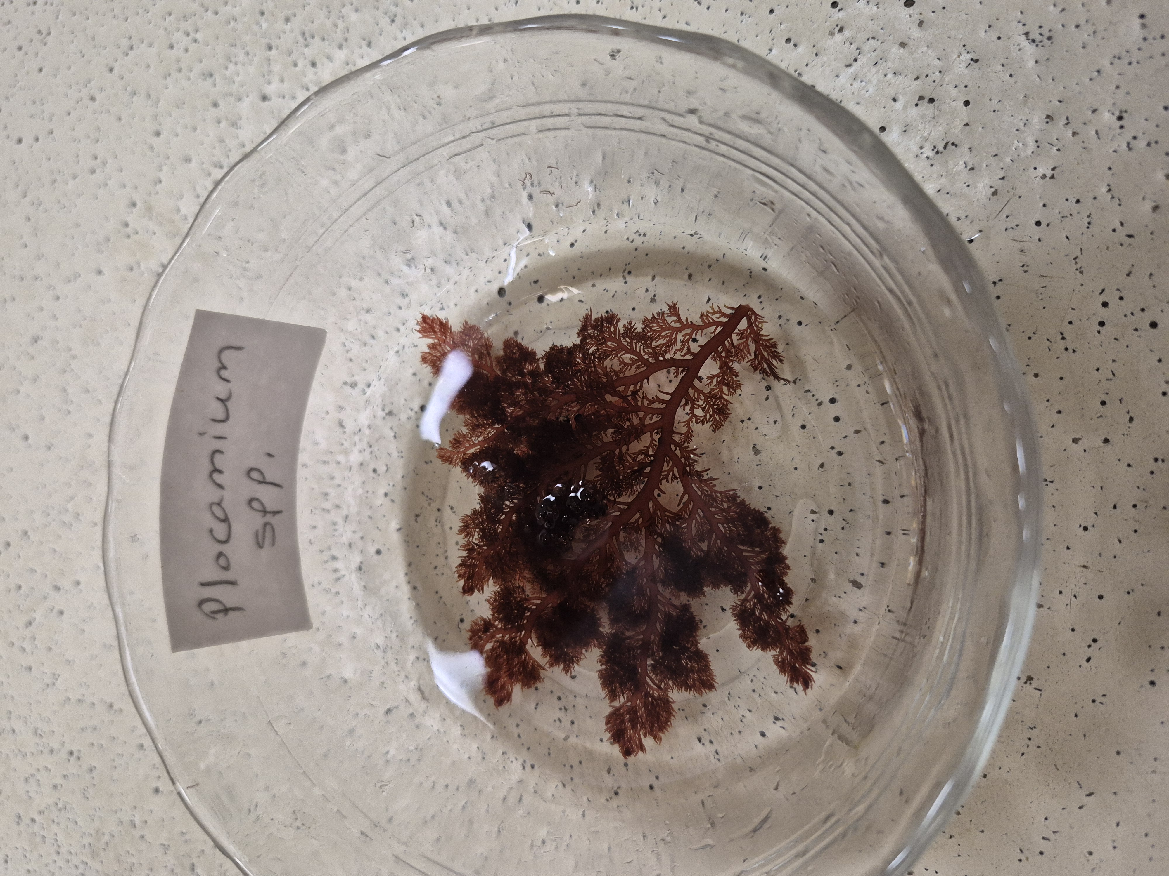 <p>Plocamium </p>