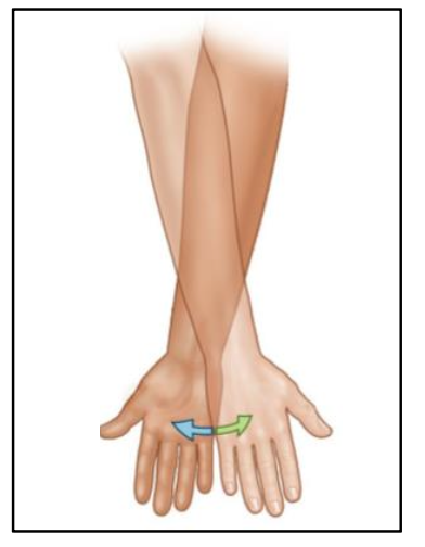 <p>identify the transverse plane movement</p>