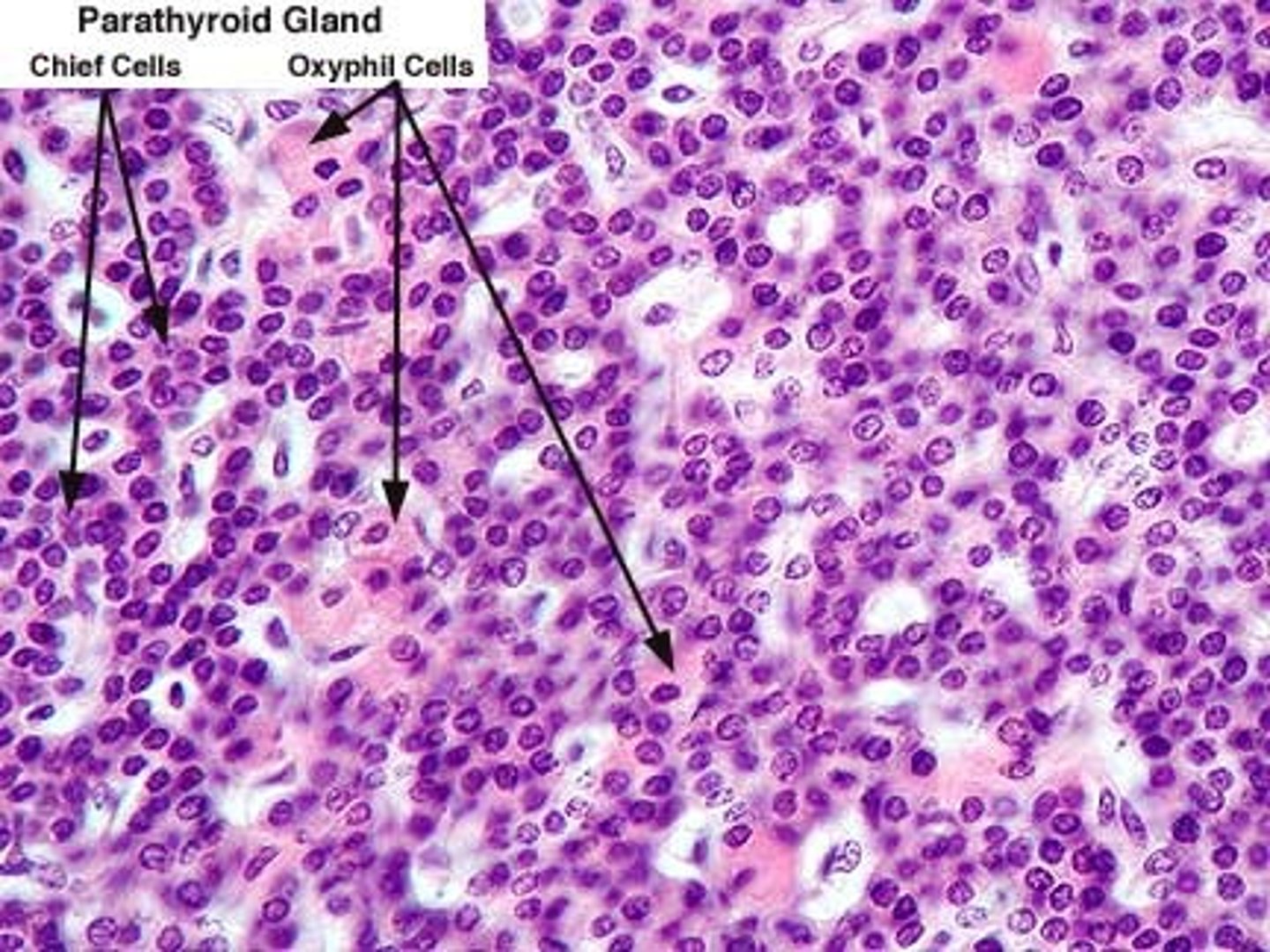 <p>microscopic study of tissues</p>