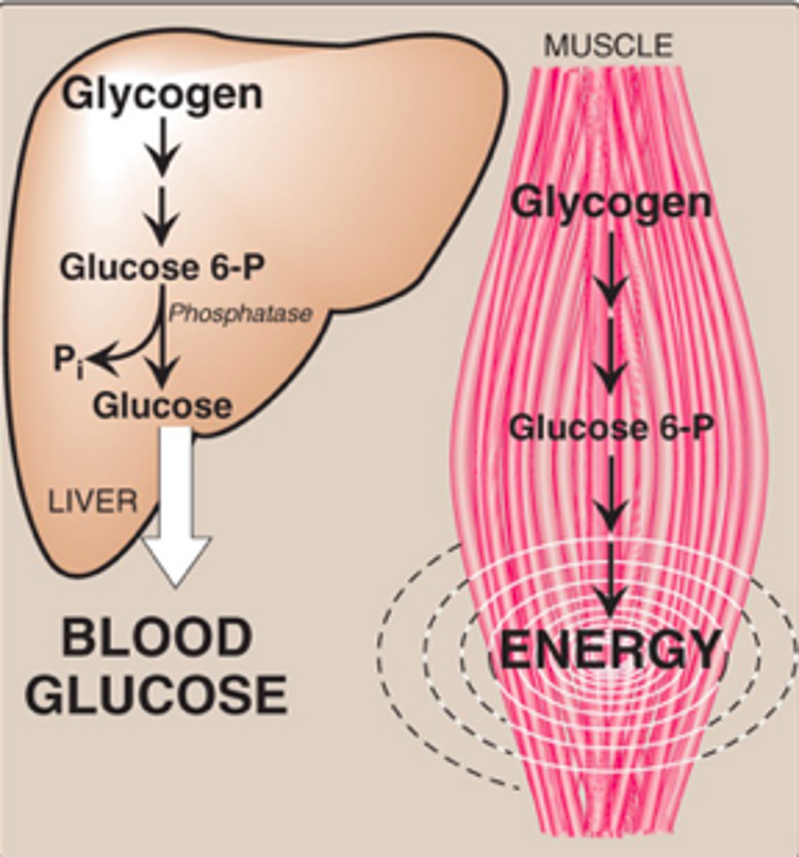 <p>-Skeletal muscle (E. for muscle contraction) <br>-Liver (maintenance of blood glucose conc)</p>
