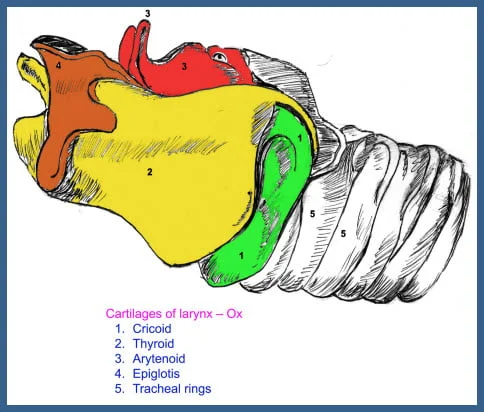 Most caudal part of the larynx?