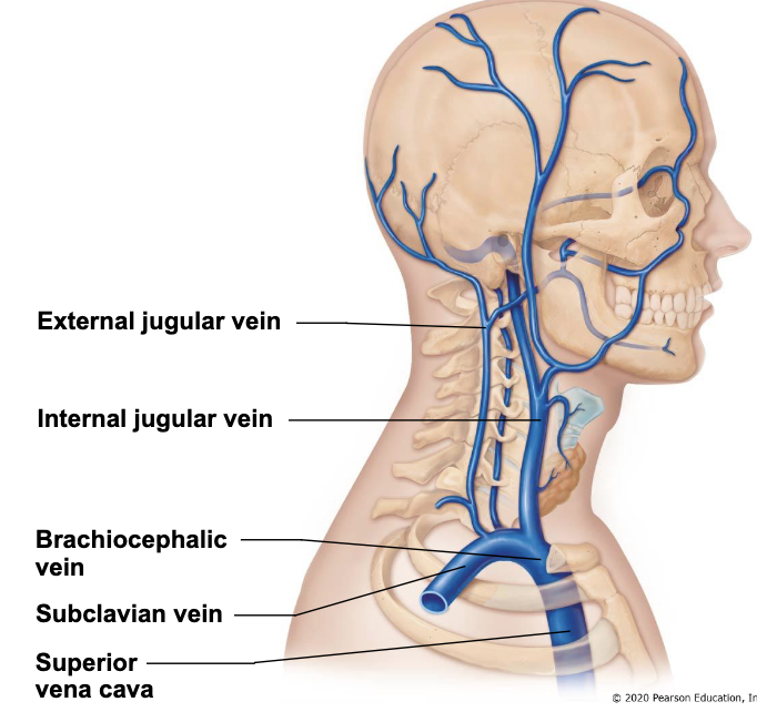 <ul><li><p>external jugular vein</p></li><li><p>internal jugular vein</p></li></ul><p></p>