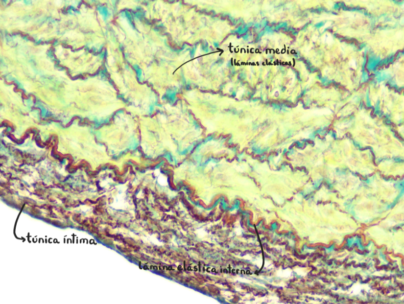 <p>Arteria aorta (elástica)</p>