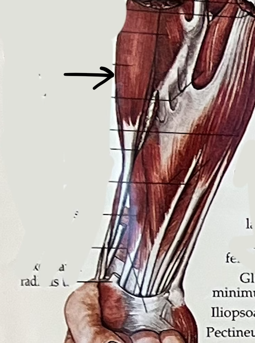 what muscle