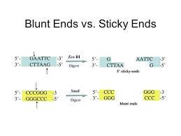 <p>looks for palindromic sequences associated with viruses. two types of cut are sticky ends and blunt cuts</p>