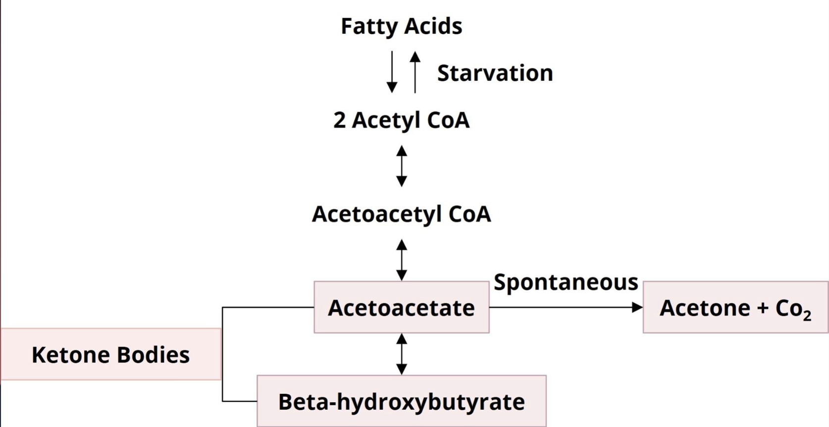 <ul><li><p>beta-hydroxybutyrate</p><p>(BHB); acetoacetate (AcAc)</p></li><li><p>AcAc, acetone, non-reversible, BHB, reversible</p></li><li><p>increased BHB: AcAc ratio, enhanced fatty</p><p>acid beta oxidation</p></li></ul>