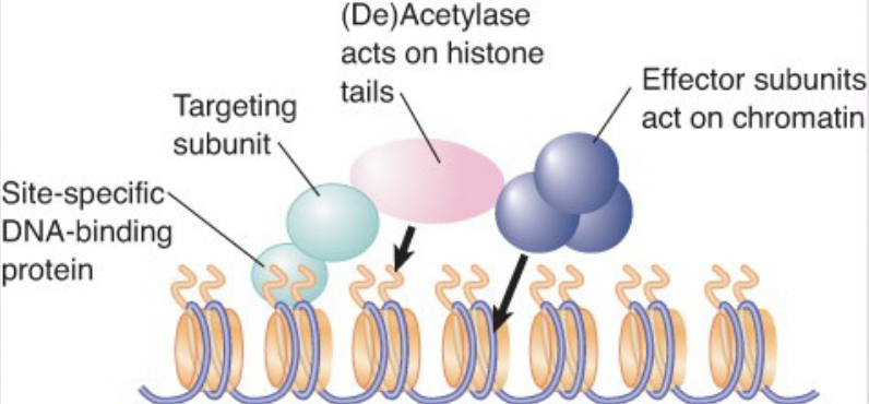 <ul><li><p>Transcription activators are associated with histone acetylase activities in large complexes.</p></li><li><p><strong>histone acetyltransferase (HAT)</strong> – An enzyme (typically present in large complexes) that acetylates lysine residues in histones (or other proteins)</p><ul><li><p>Also known as <strong>lysine (K) acetyltransferase (KAT).</strong></p></li></ul></li></ul>