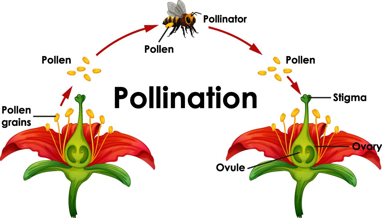 <p>Assisted by pollination -&gt; carries male gametes to ovum. Pollen is dispersed and falls onto flower stigma (male) -&gt; grows tube down to ovaries, fusing male and female gametes in fertilisation = new seed. Genetic diversity = higher disease resistance and adaptation, less favourable traits, more energy.</p>