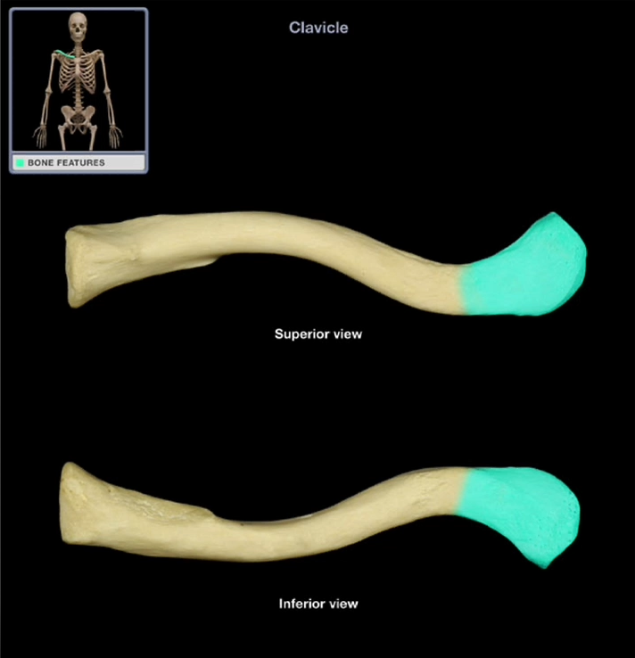<p>Acromial End of the Clavicle </p>