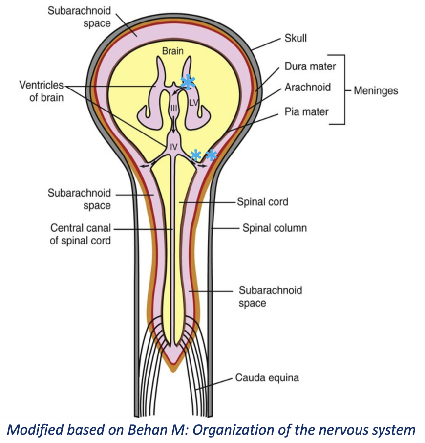 <p>CSF flow is caused by<strong> blood pulsations </strong>and <strong>motile cilia</strong> of the surface of ependymal cells</p><ul><li><p>Passes from the<strong> lateral ventricles</strong> through the interventricular foramina (*) to the<strong> 3rd ventricle </strong></p></li><li><p>Flows through the <strong>mesencephalic aqueduct </strong>and into the <strong>4th ventricle </strong></p></li><li><p>Then flows into the central canal of the spinal cord, OR through the <u>lateral apertures</u> (**) to the <strong>subarachnoid space </strong></p></li><li><p>With each arterial pulsation, the CSF pressure rises and surges towards the <u>lateral apertures</u></p></li></ul><p></p><p>In the spinal cord, CSF flows in the central canal and into the subarachnoid space</p><ul><li><p>The central canal is continuous with the fourth ventricle, surrounded by gray matter and lined with ependymal cells </p></li></ul><p></p>